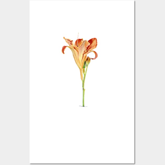 Orange Daylily Illustration Wall Art by PatriciaSheaArt